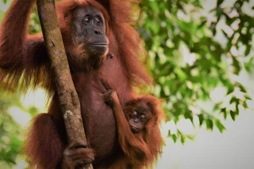 . Lucky Bamboo'Bungalows and Orangutan Jungle Trekking Tours
