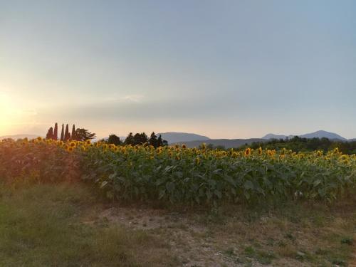  Falco Bianco in San Daniele del Friuli