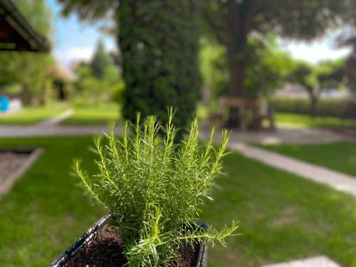 Green Oasis Garden