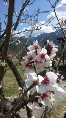 Villa Rustica - image 7