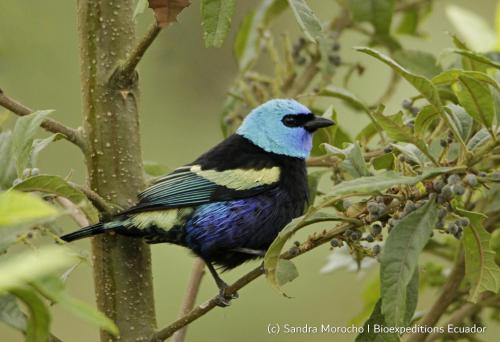 ทัศนียภาพ, Posada Campo Libre in กายัมเบ