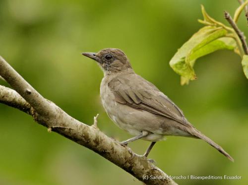 ทัศนียภาพ, Posada Campo Libre in กายัมเบ