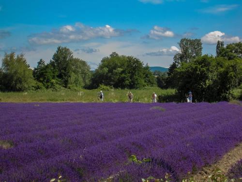 La Moutière - image 5