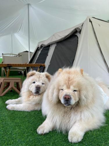 iGo Glamz 爱狗露营 Pet Friendly Glamping