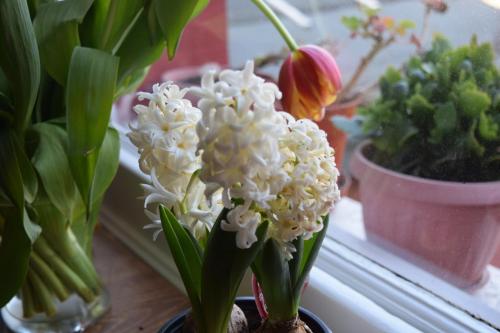 Charlie Hotel - image 7