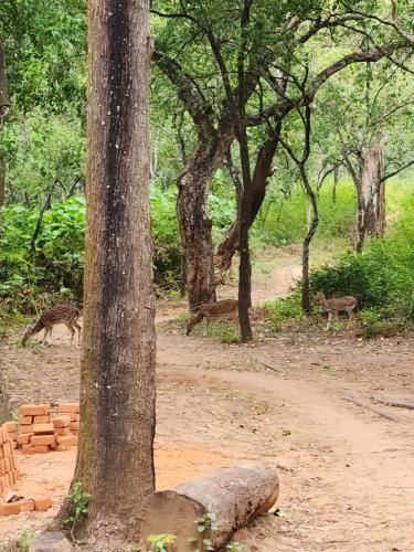 VanaJyotsna Forest Home