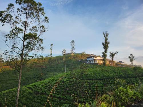 Tranquil Ridge Hilltop Bungalow