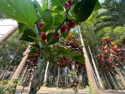 Forest Side ecolodge