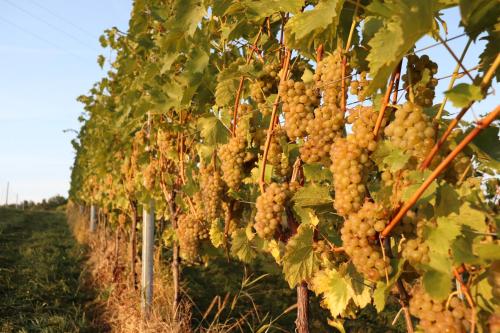 Ferienhaus Aurelia Ferienhaus Aurelia