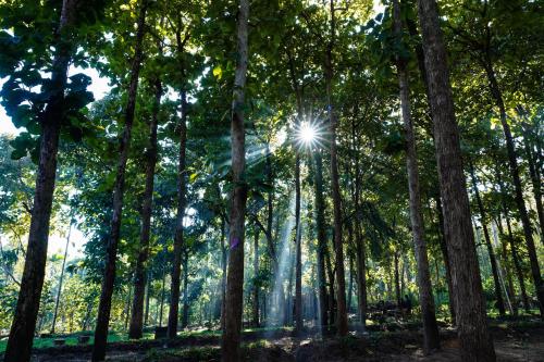 VanaJyotsna Forest Home