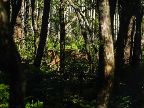 VanaJyotsna Forest Home