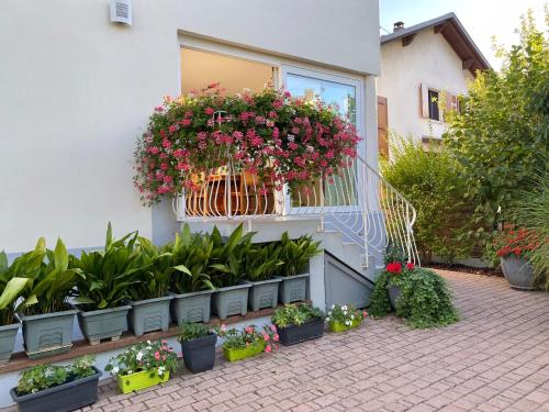 Appartement Le Jardin - Location saisonnière - Lingolsheim