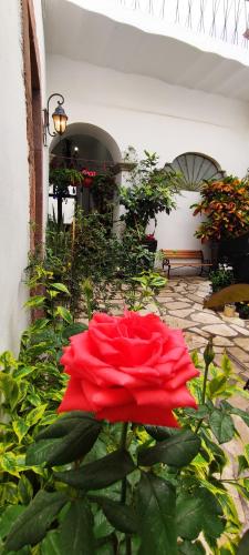 El Jardín de la Abuela in Querétaro, Mexico