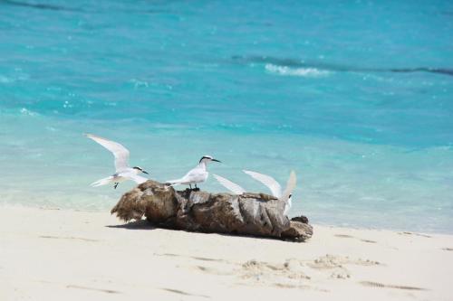 Brickwood Rasdhoo- Beach front Brickwood Rasdhoo- Beach front