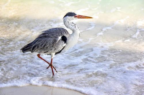 Brickwood Rasdhoo- Beach front Brickwood Rasdhoo- Beach front