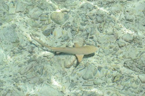 Brickwood Rasdhoo- Beach front Brickwood Rasdhoo- Beach front