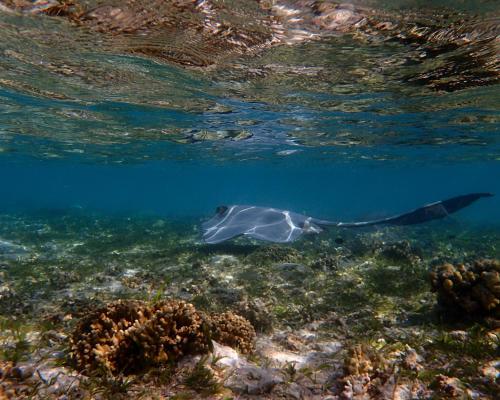 Brickwood Rasdhoo- Beach front Brickwood Rasdhoo- Beach front
