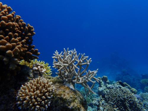 Brickwood Rasdhoo- Beach front Brickwood Rasdhoo- Beach front
