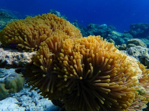 Brickwood Rasdhoo- Beach front Brickwood Rasdhoo- Beach front