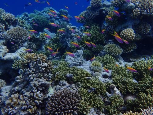 Brickwood Rasdhoo- Beach front Brickwood Rasdhoo- Beach front