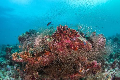 Brickwood Rasdhoo- Beach front Brickwood Rasdhoo- Beach front
