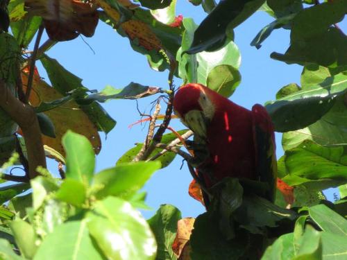 Apartamento Lapas en bosque de Avellanas