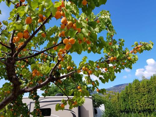 The Orchard at Oliver