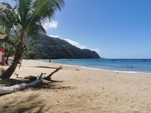 Mango Bottom Jackson Trace in Castara