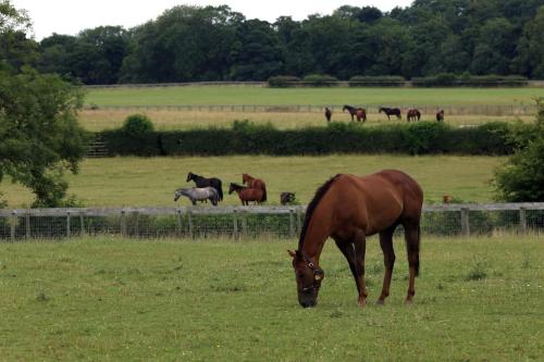 Cliff Stud Retreat, Helmsley, Frankel Cottage