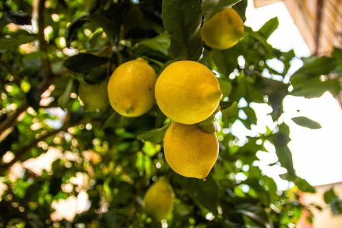  Fior di Limone in Sestri Levante