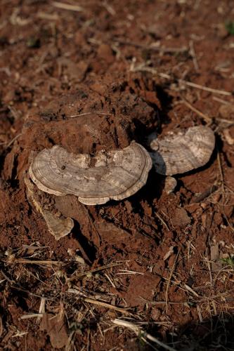 The Riverstone Agro Farm