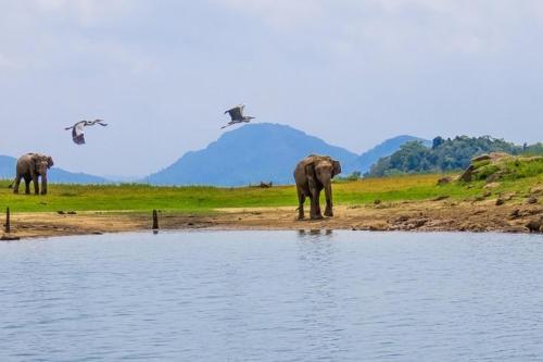 Rathnapriya Safari Guest Galoya photo