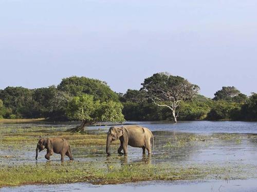 Rathnapriya Safari Guest Galoya photo