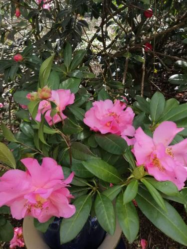 Le Camelia