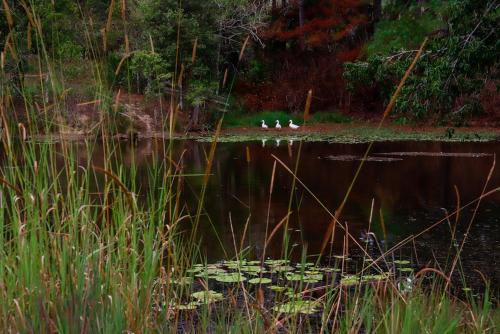 Unique Farm Escape in the Sunshine Coast Hinterland