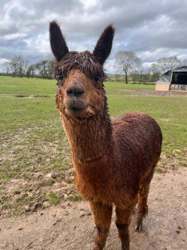 Rustic Retreats Jacks Cottage with Hot Tub & Alpaca Walking Experiences