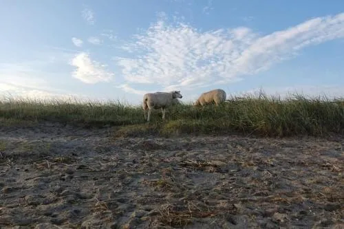 Erholung auf der Deichschäferei mit Deichblick in Wangerland, Deutschland