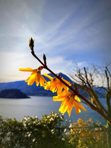 Ortensia Lake Como