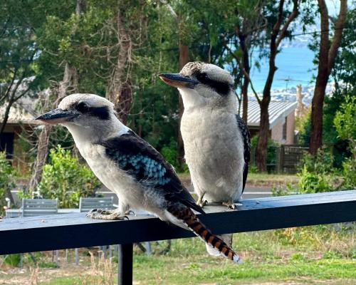 Arthurs Seat Cottage - Sulla Collina