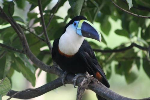 Jacamar Lodge Expeditions - Photo 4