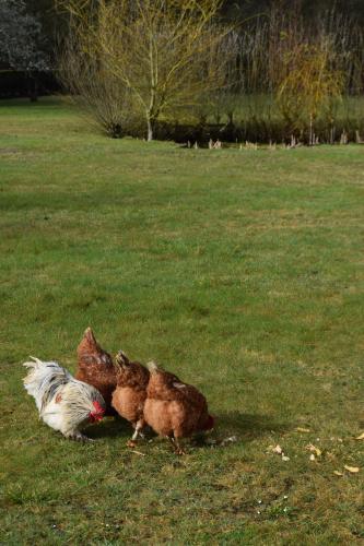 Les chambres d hôtes de l entre deux baies à Merlimont entre Berck et le Touquet (Les chambres d hotes de l entre deux baies a Merlimont entre Berck et le Touquet) in Merlimont