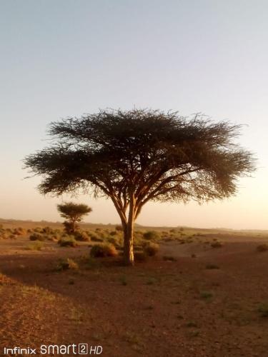 Desert Camp M'hamid