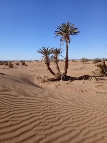 Desert Camp M'hamid