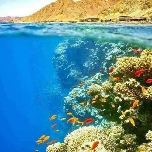 Half Moon - Sunny Dahab resort, Dahab (foto 3)