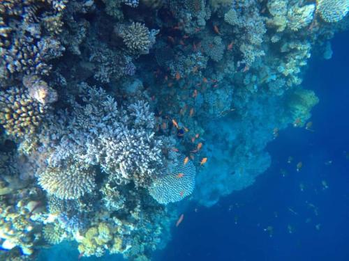 Half Moon - Sunny Dahab resort, Dahab (foto 2)