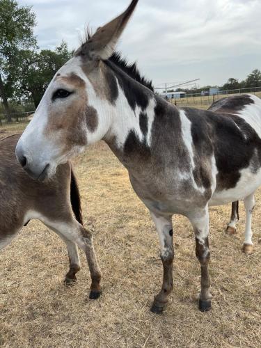 Doe Creek Horse Ranch