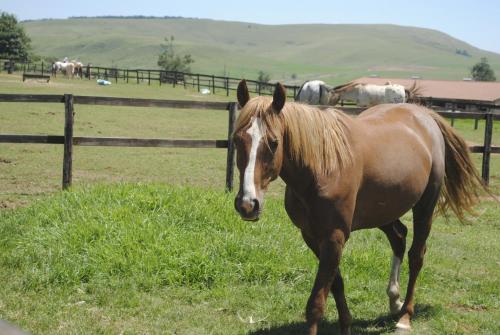 Lords of the Manor 庄园主图片