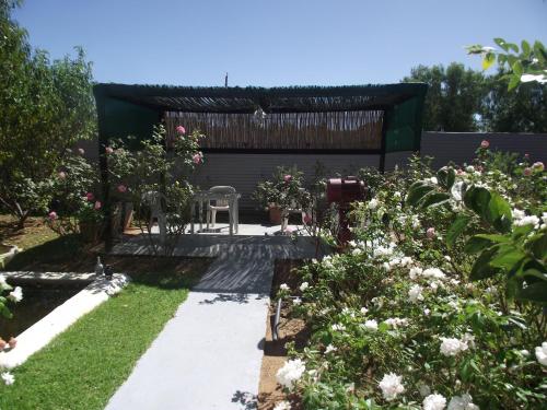 Lavender Rose in Bethulie