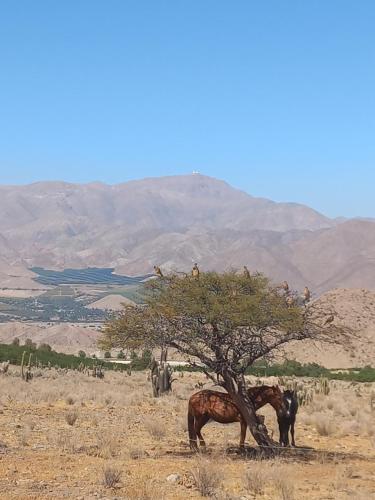 Campo de Cielo Mamalluca Valle de Elqui