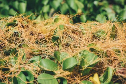 Mauna Kea Beach Hotel, Autograph Collection